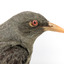 Olive-Backed Oriole standing on a wooden post mount, close-up. 