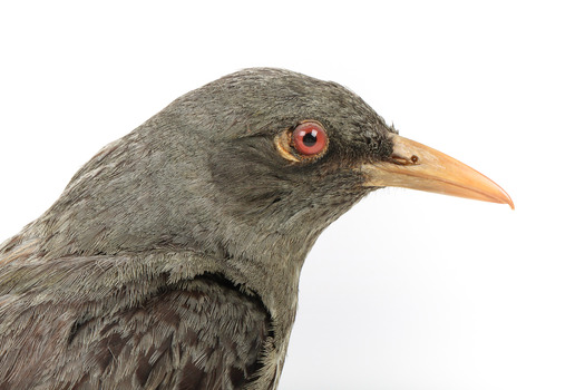 Olive-Backed Oriole standing on a wooden post mount, close-up. 