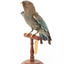 Dollarbird standing on a wooden mount facing forward. 