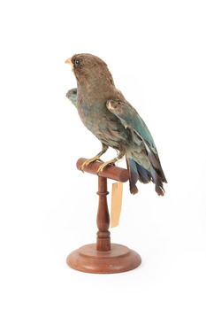 Dollarbird standing on a wooden mount facing forward. 