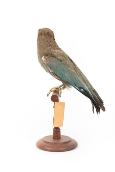 Dollarbird standing on a wooden mount. 