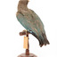 Dollarbird standing on a wooden mount facing backwards. 