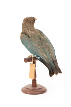 Dollarbird standing on a wooden mount facing backwards. 