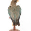 Dollarbird standing on a wooden mount facing backwards. 