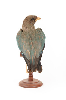 Dollarbird standing on a wooden mount facing backwards. 