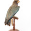 Dollarbird standing on a wooden mount facing backwards. 