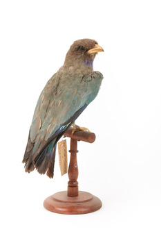 Dollarbird standing on a wooden mount facing backwards. 