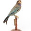 Dollarbird standing on a wooden mount. 