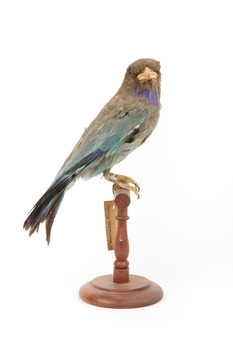 Dollarbird standing on a wooden mount. 