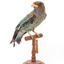 Dollarbird standing on a wooden mount facing forward. 