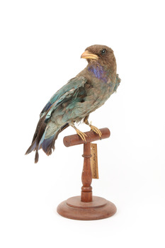 Dollarbird standing on a wooden mount facing forward. 