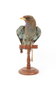 Dollarbird standing on a wooden mount facing forward. 