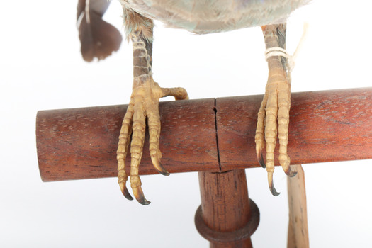 Dollarbird standing on a wooden mount facing forward, close-up of the feet. 