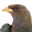 Dollarbird standing on a wooden mount facing forward, close-up of the face. 