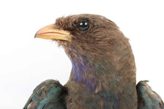 Dollarbird standing on a wooden mount facing forward, close-up of the face. 