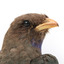 Dollarbird standing on a wooden mount facing forward, close-up of the face. 