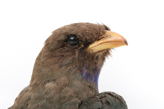 Dollarbird standing on a wooden mount facing forward, close-up of the face. 