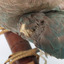 Dollarbird standing on a wooden mount facing forward, close-up of damaged left wing. 