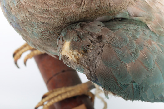 Dollarbird standing on a wooden mount facing forward, close-up of damaged left wing. 