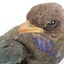 Dollarbird standing on a wooden mount facing forward, close-up of the face. 