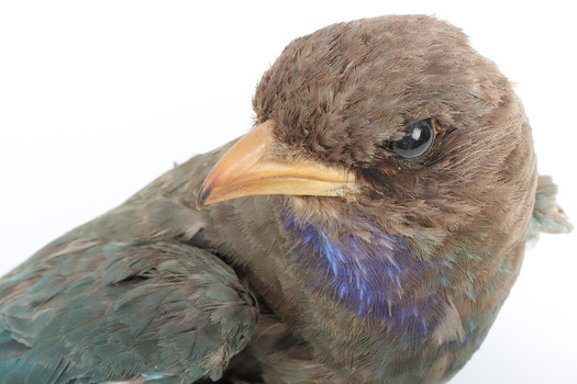 Dollarbird standing on a wooden mount facing forward, close-up of the face. 