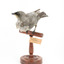 Black-faced Cuckoo-shrike standing on a wooden mount looking right