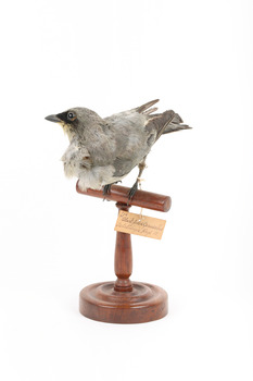 Black-faced Cuckoo-shrike standing on a wooden mount looking right