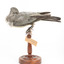 Black-faced Cuckoo-shrike standing on a wooden mount looking right