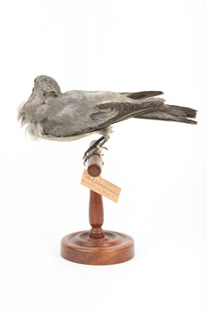 Black-faced Cuckoo-shrike standing on a wooden mount looking right