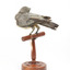 Black-faced Cuckoo-shrike standing on a wooden mount looking right