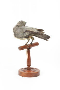 Black-faced Cuckoo-shrike standing on a wooden mount looking right