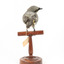 Black-faced Cuckoo-shrike standing on a wooden mount looking right