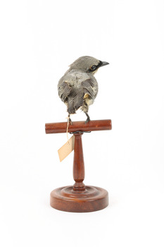 Black-faced Cuckoo-shrike standing on a wooden mount looking right