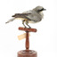 Black-faced Cuckoo-shrike standing on a wooden mount looking right