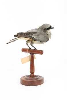 Black-faced Cuckoo-shrike standing on a wooden mount looking right