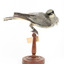 Black-faced Cuckoo-shrike standing on a wooden mount looking right