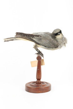 Black-faced Cuckoo-shrike standing on a wooden mount looking right