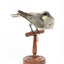 Black-faced Cuckoo-shrike standing on a wooden mount looking right