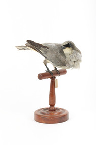 Black-faced Cuckoo-shrike standing on a wooden mount looking right