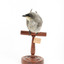 Black-faced Cuckoo-shrike standing on a wooden mount looking right