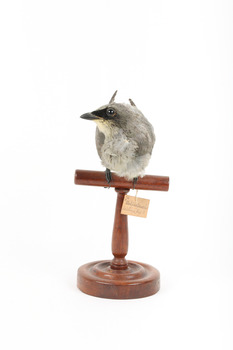 Black-faced Cuckoo-shrike standing on a wooden mount looking right