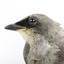 Black-faced Cuckoo-shrike standing on a wooden mount looking right