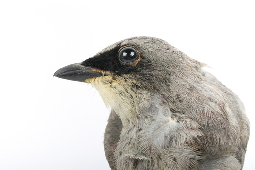 Black-faced Cuckoo-shrike standing on a wooden mount looking right