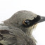 Black-faced Cuckoo-shrike standing on a wooden mount looking right