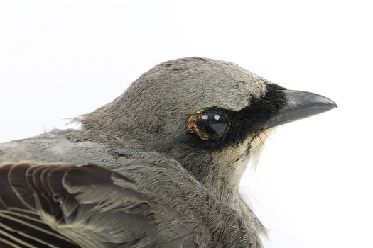 Black-faced Cuckoo-shrike standing on a wooden mount looking right