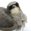 Black-faced Cuckoo-shrike standing on a wooden mount looking right