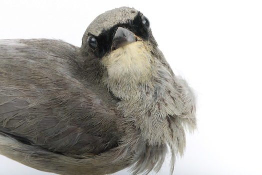 Black-faced Cuckoo-shrike standing on a wooden mount looking right