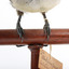 Black-faced Cuckoo-shrike standing on a wooden mount looking right