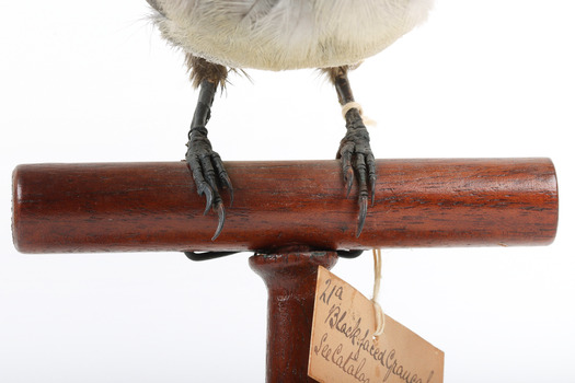Black-faced Cuckoo-shrike standing on a wooden mount looking right