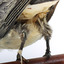 Black-faced Cuckoo-shrike standing on a wooden mount looking right